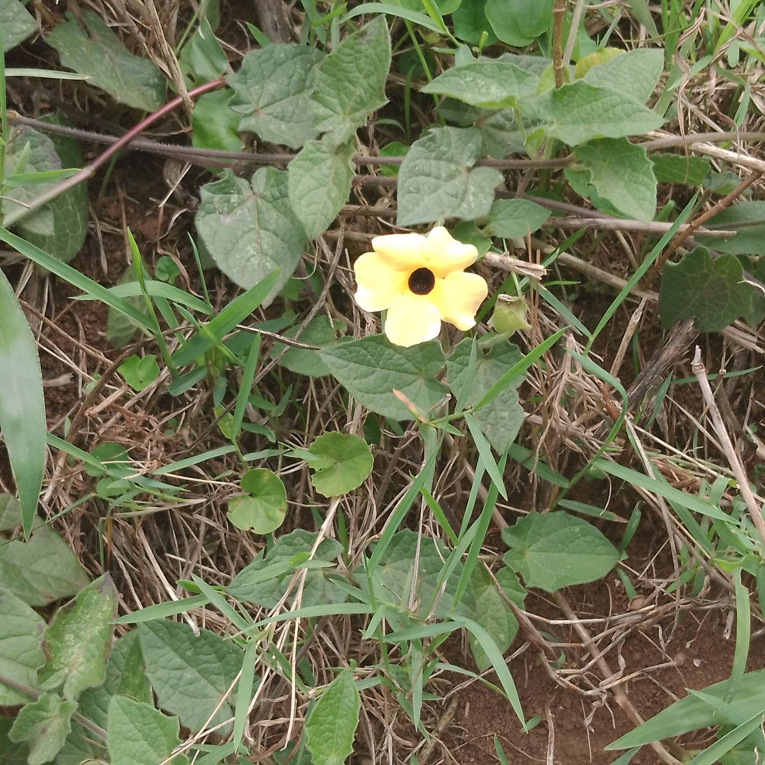 Thunbergia image