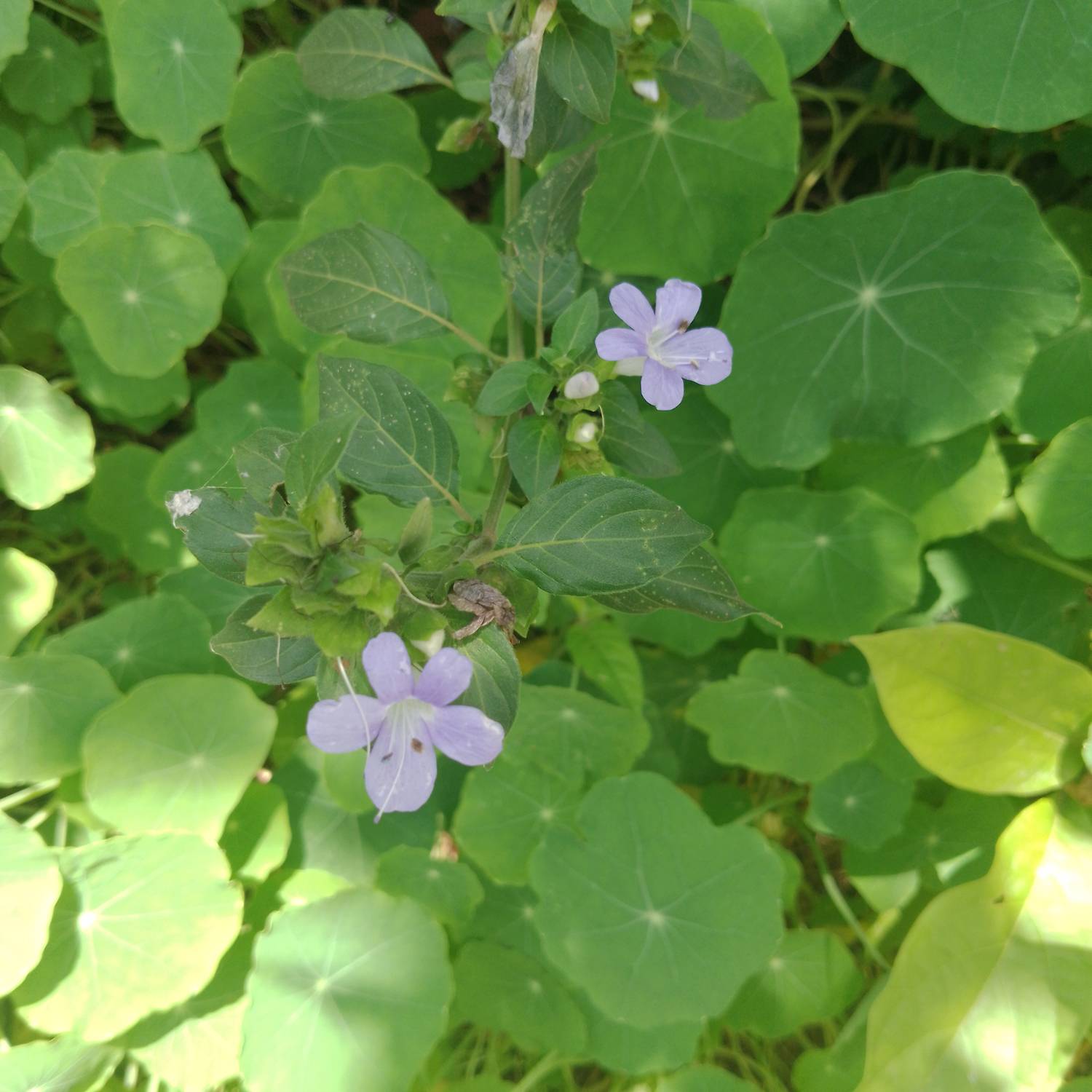 Barleria cristata image