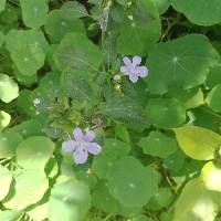 Image of Barleria cristata