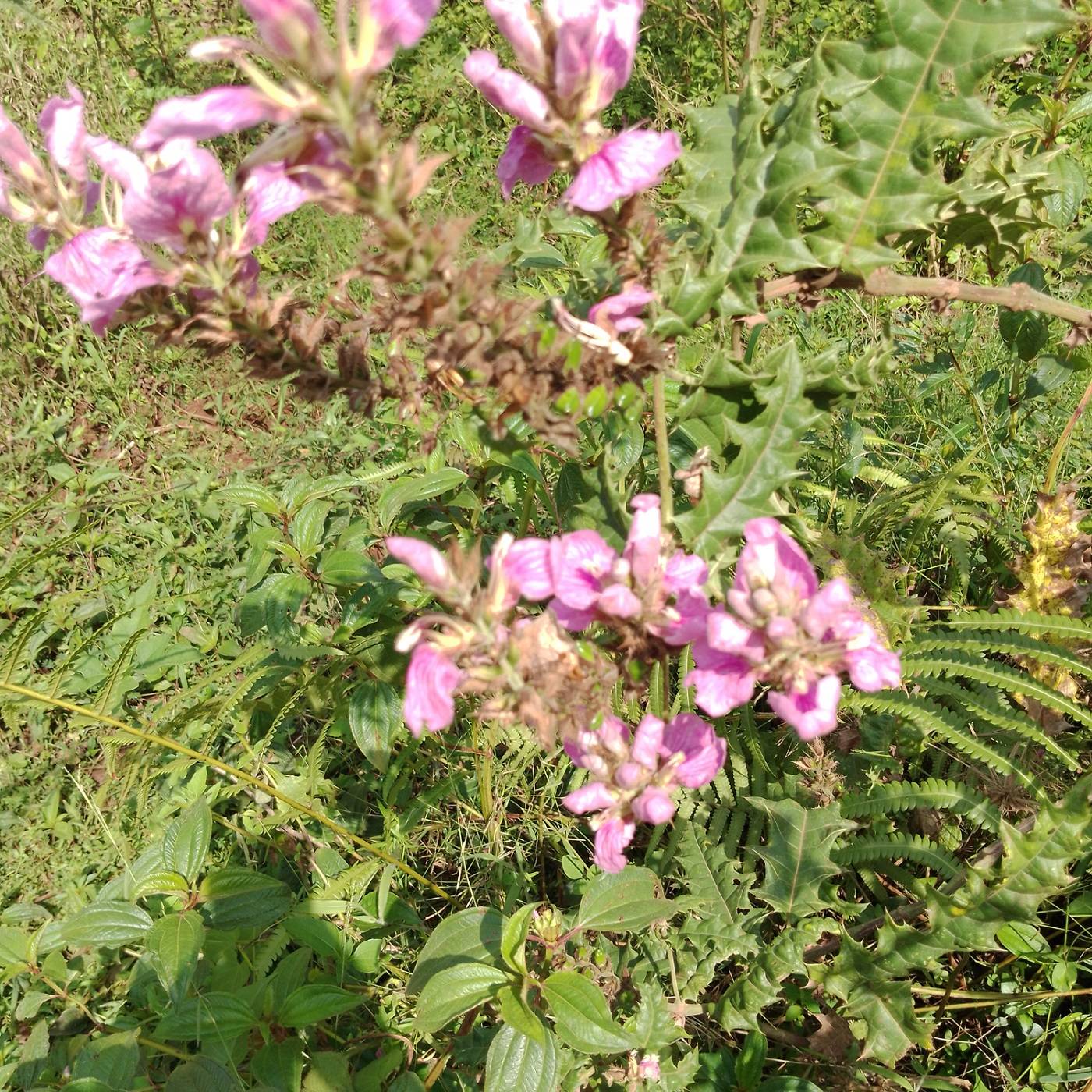 Acanthus polystachius image