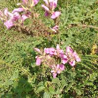 Image of Acanthus polystachius