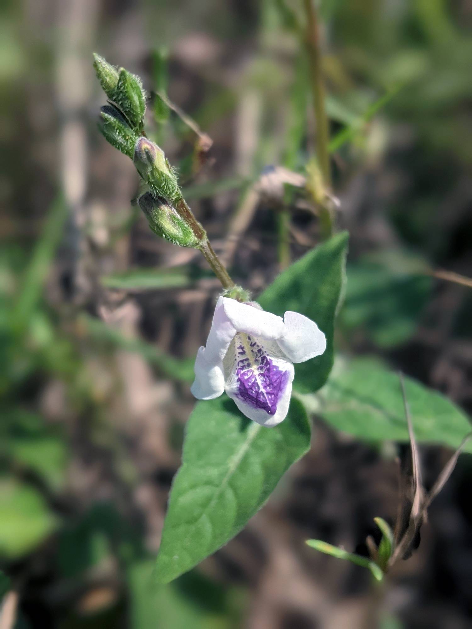 Acanthaceae image