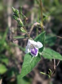Image of Asystasia gangetica