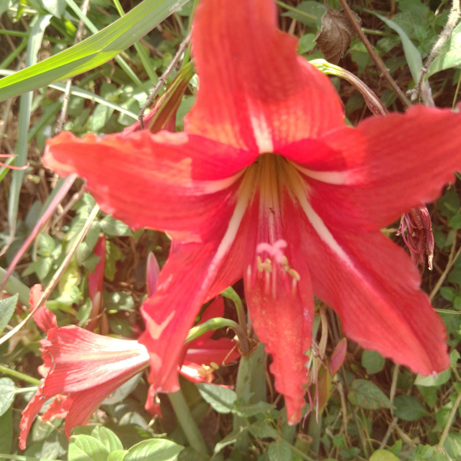 Hippeastrum reginae image