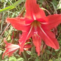Image of Hippeastrum reginae