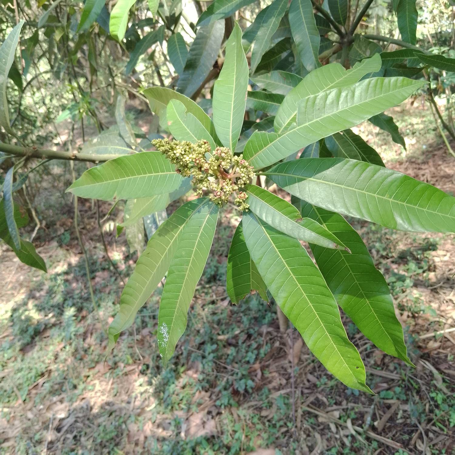 Anacardiaceae image