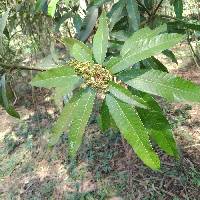 Image of Mangifera indica