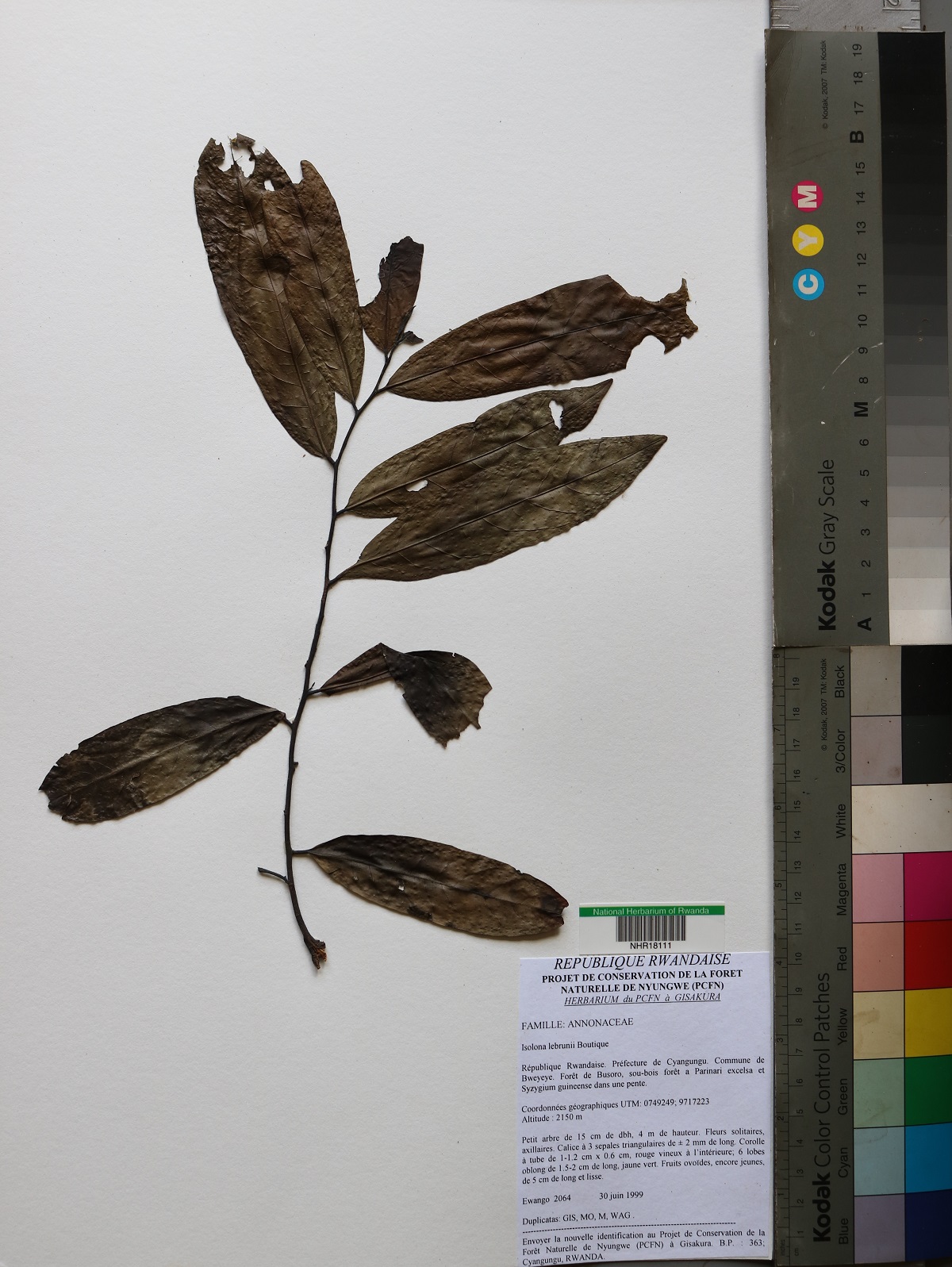 Annonaceae image