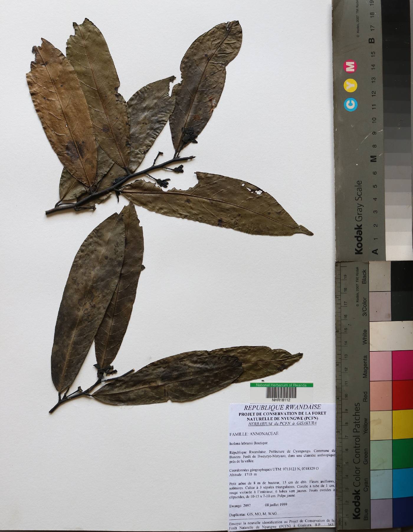 Annonaceae image