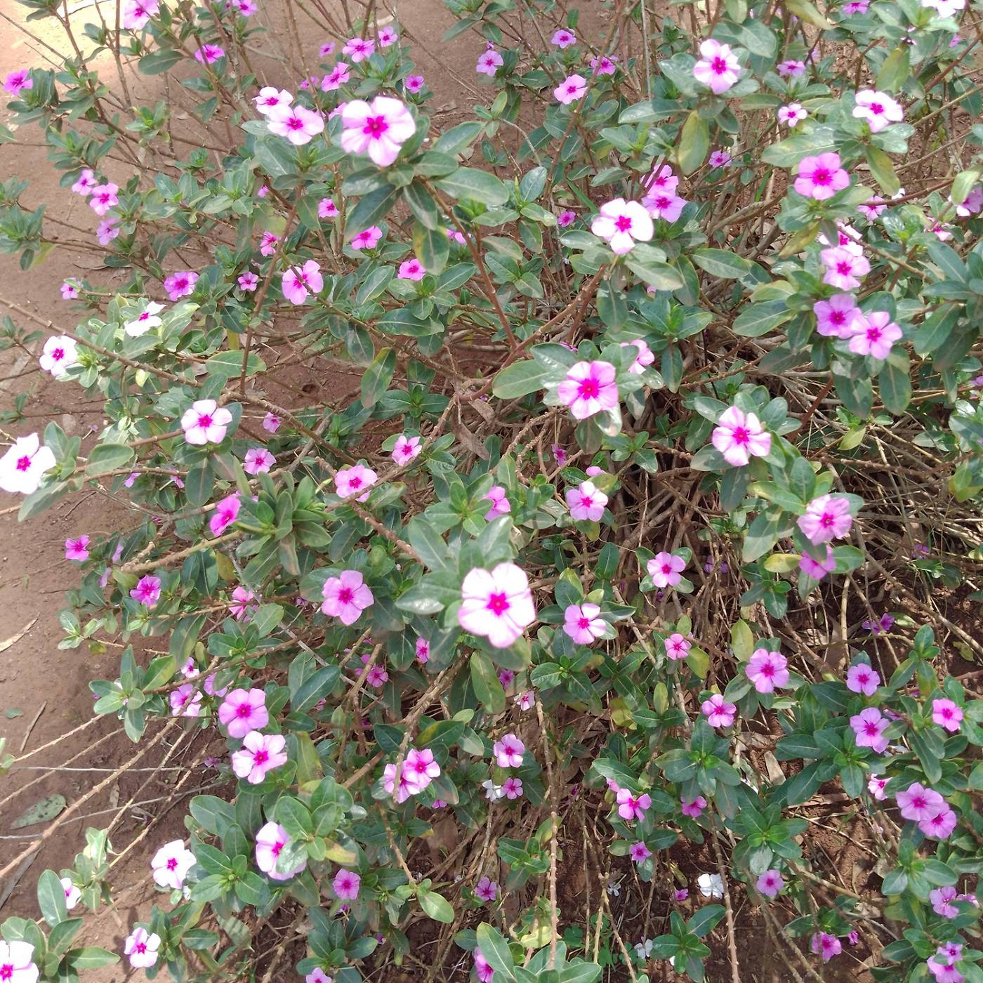 Apocynaceae image