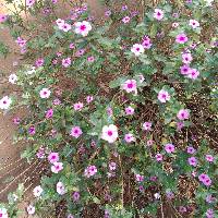 Image of Catharanthus roseus