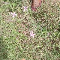 Image of Prenanthes purpurea