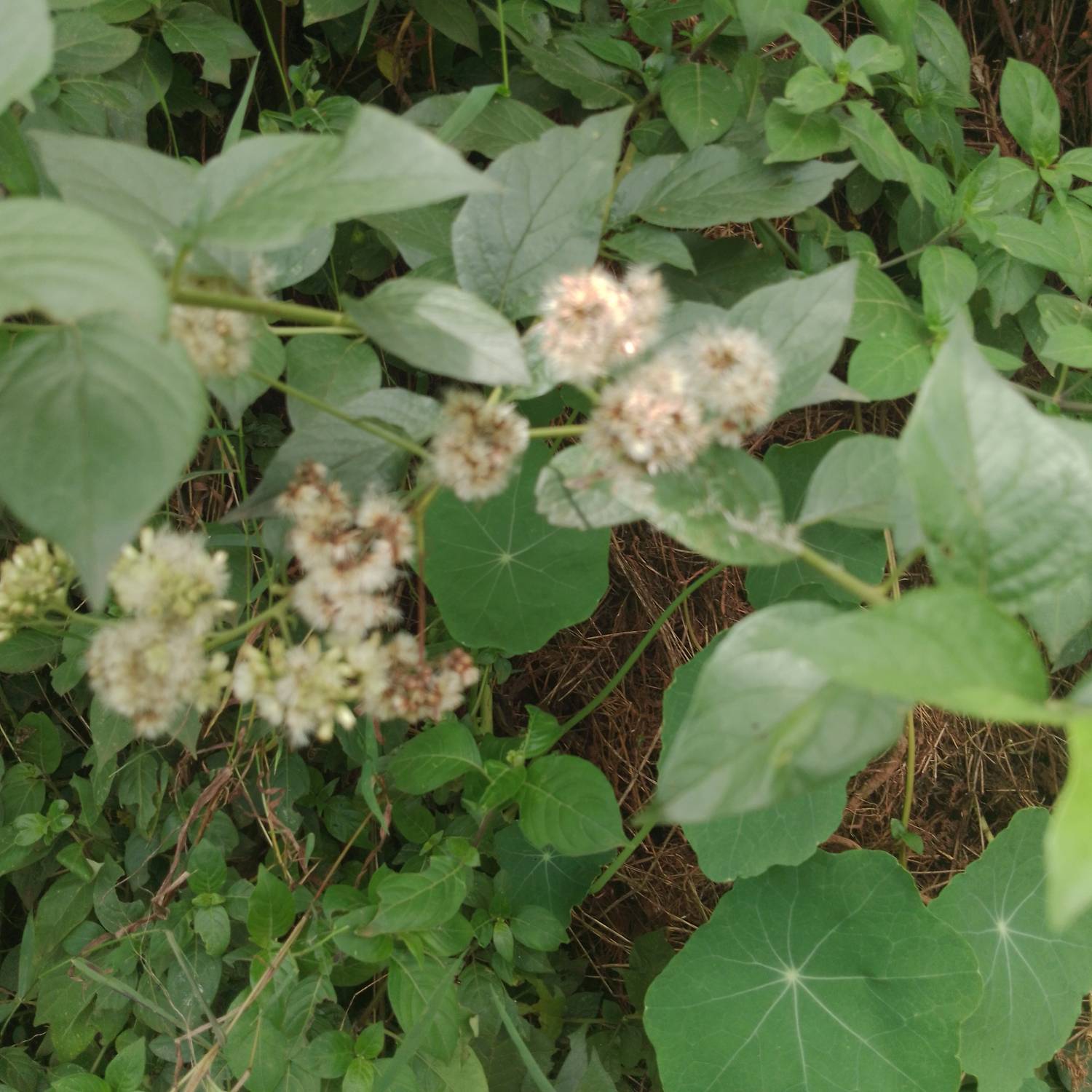 Verbesina virginica image
