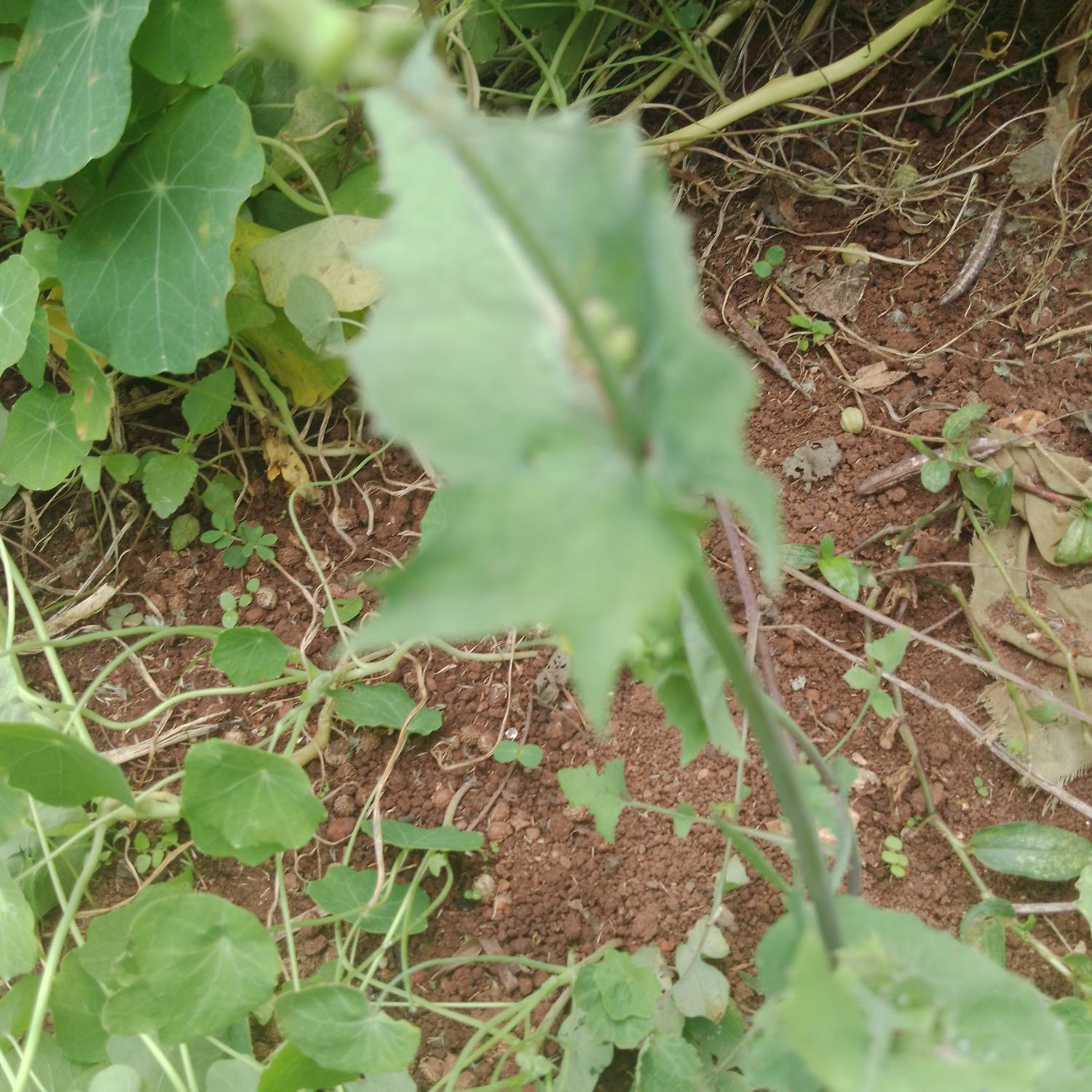 Sonchus image