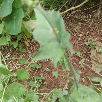 Image of Sonchus oleraceus