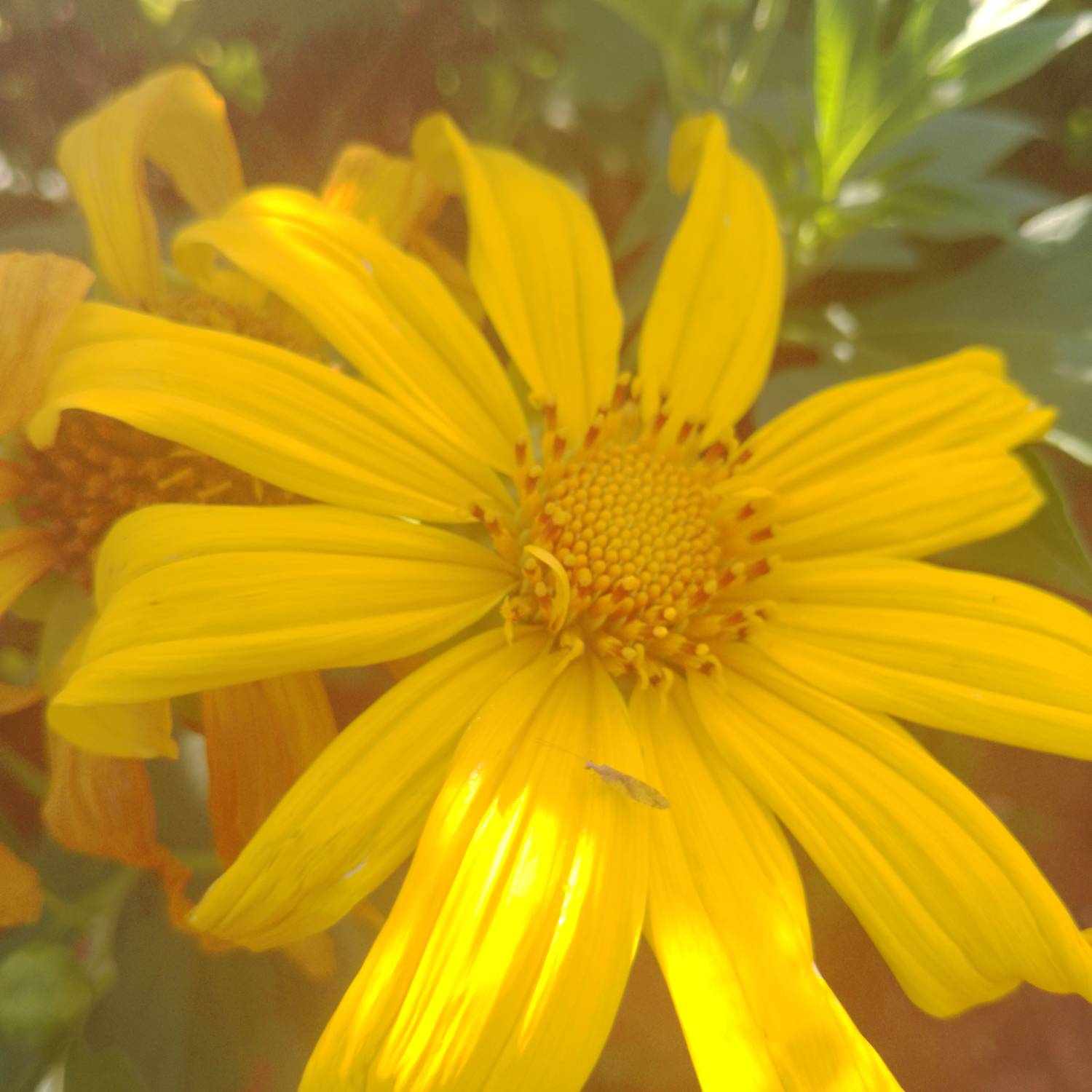 Tithonia diversifolia image