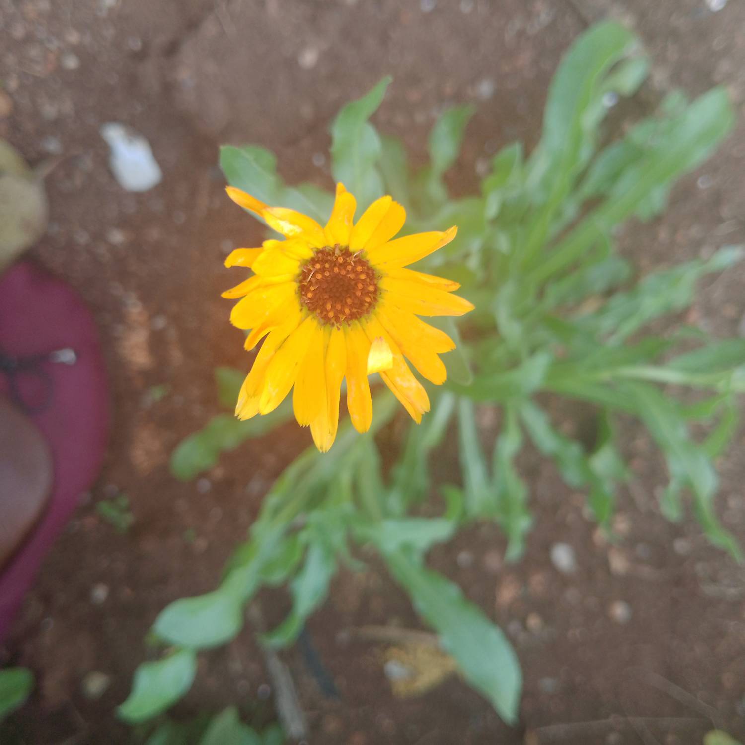 Calendula stellata image