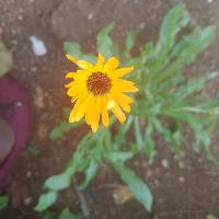 Image of Calendula stellata