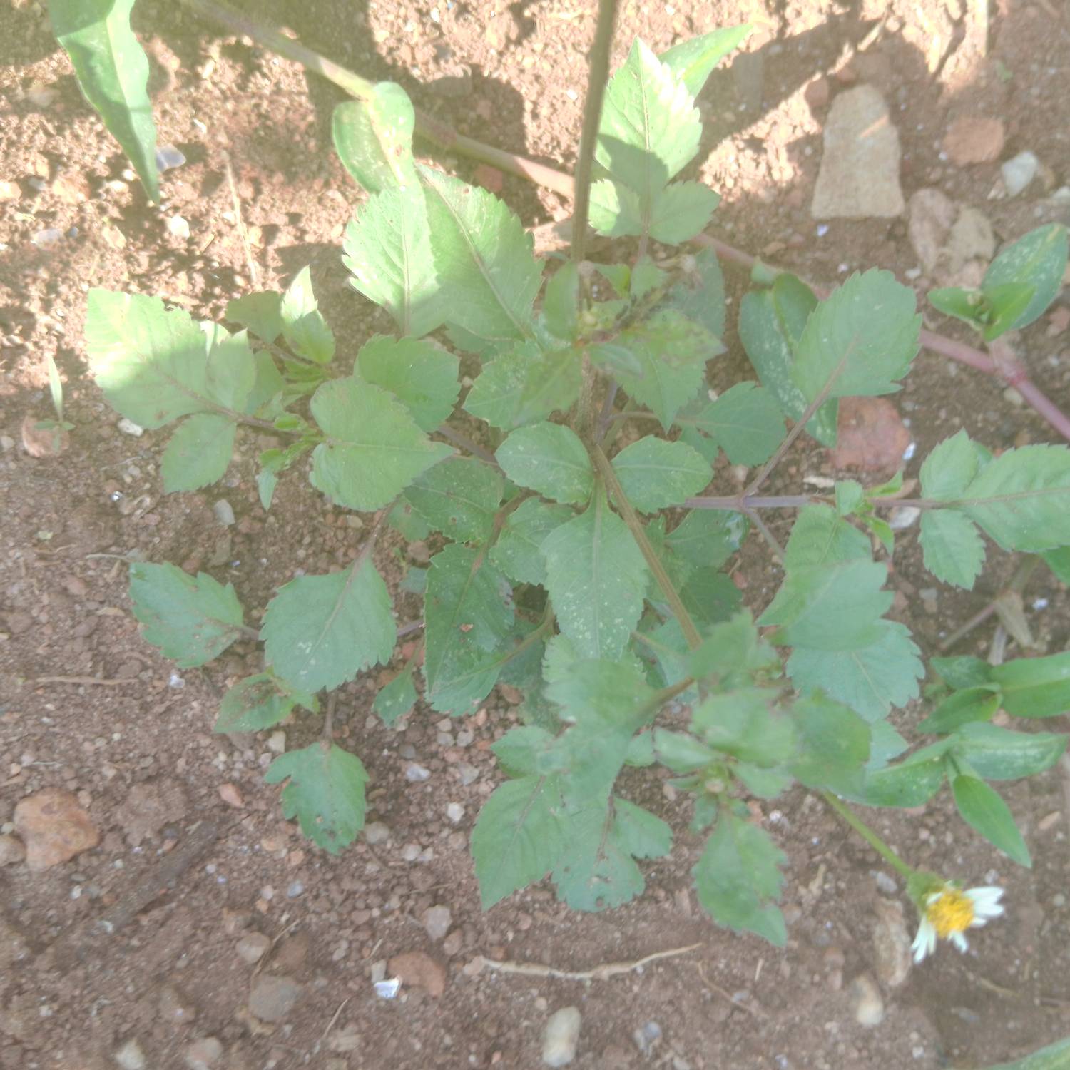 Bidens pilosa image
