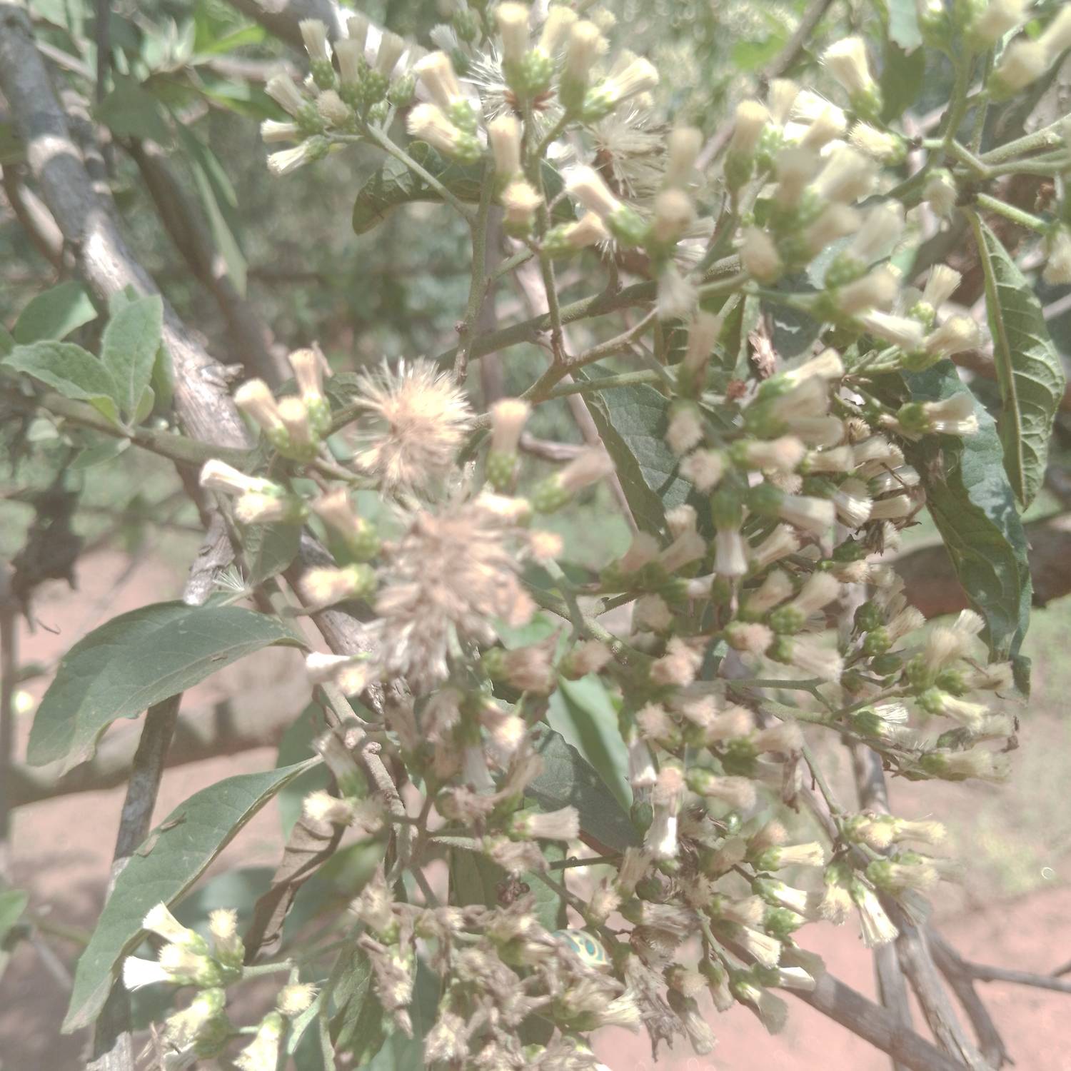 Gymnanthemum amygdalinum image