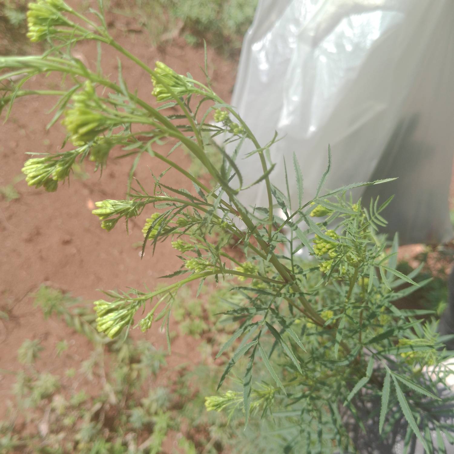 Tagetes minuta image