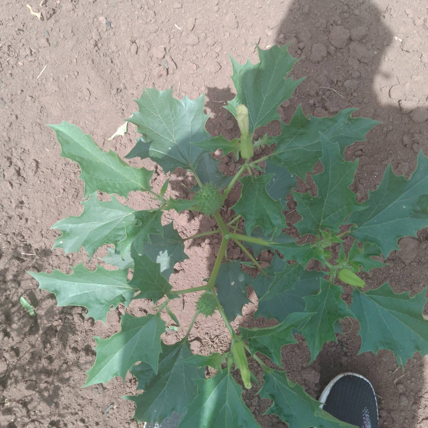 Artemisia annua image