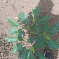 Image of Artemisia annua