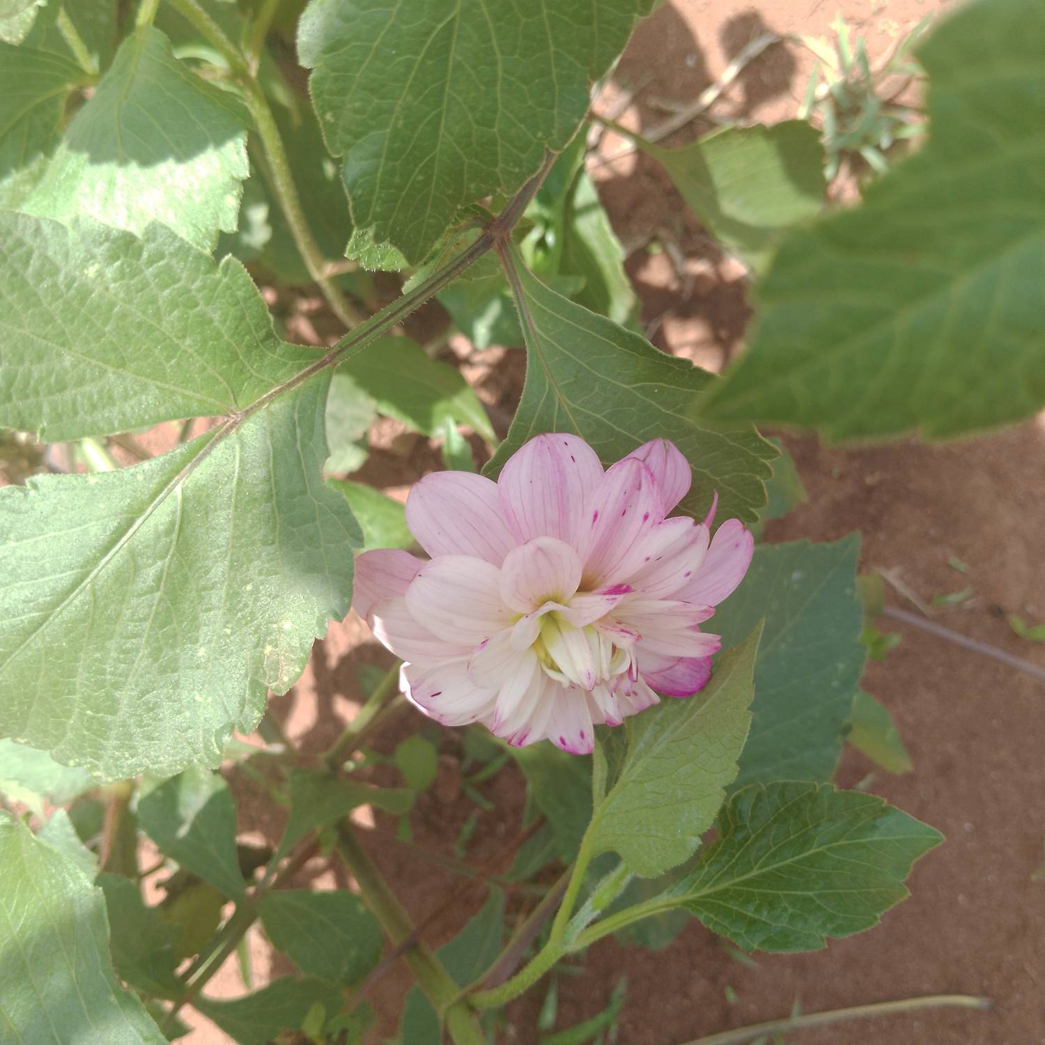 Dahlia pinnata image