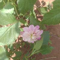 Image of Dahlia pinnata