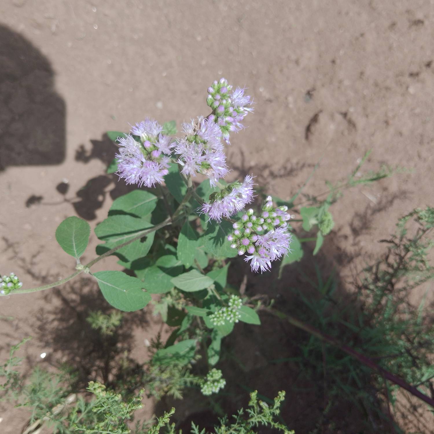Ageratum houstonianum image
