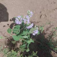 Image of Ageratum houstonianum