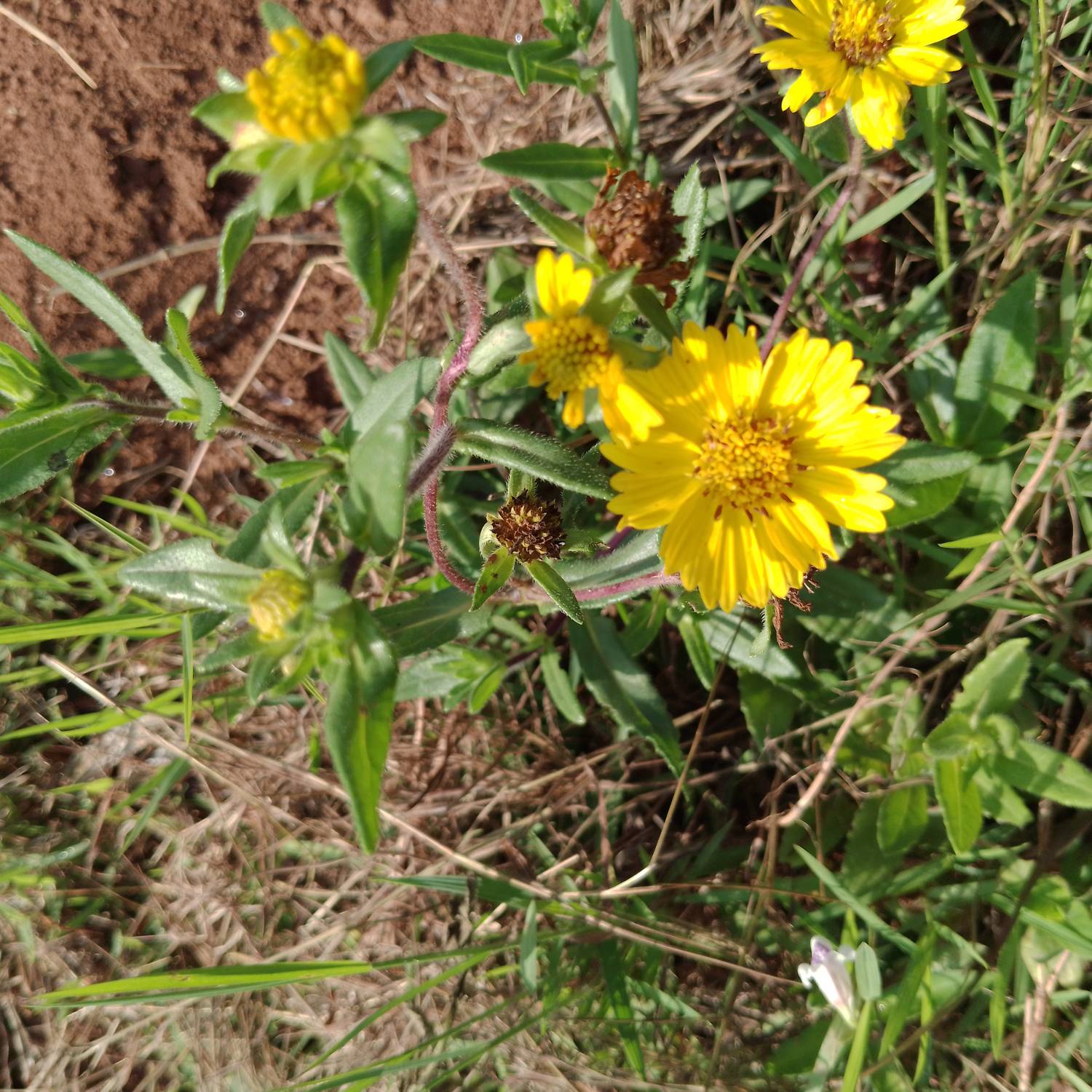 Pallenis spinosa image