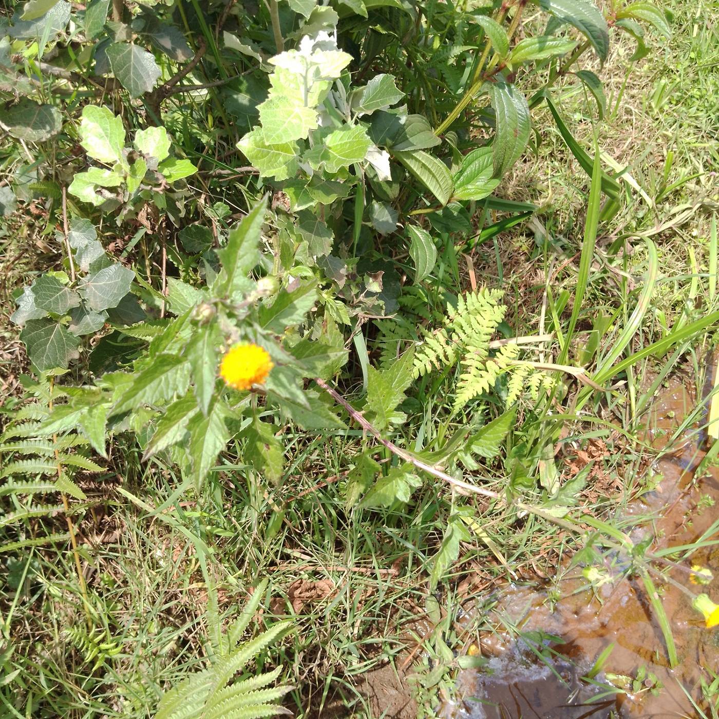 Crassocephalum paludum image