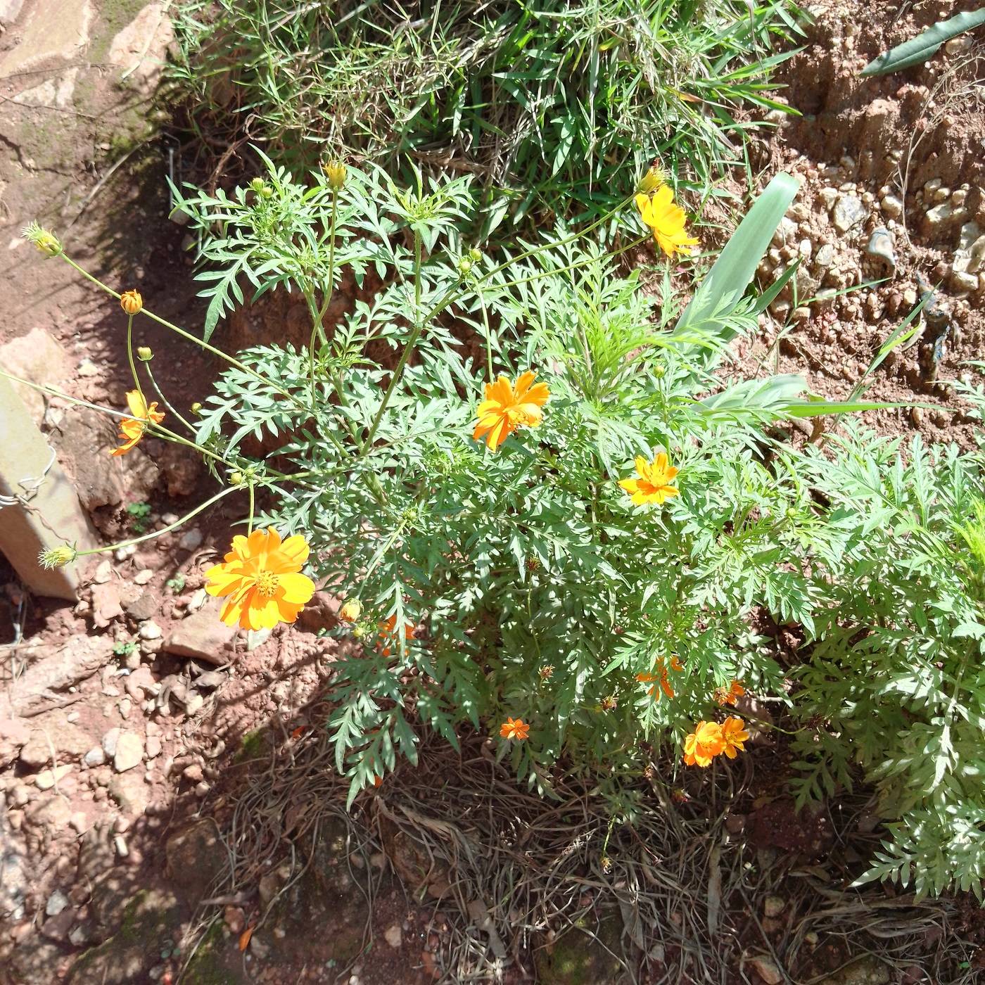 Cosmos sulphureus image