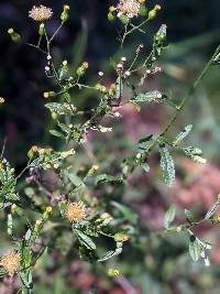 Image of Erigeron canadensis