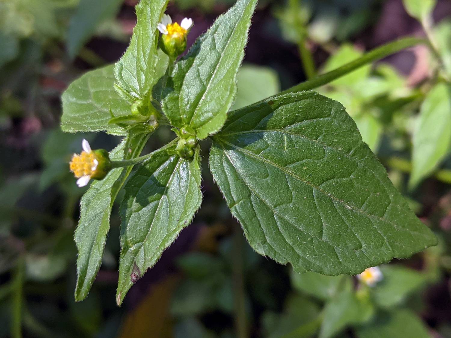 Galinsoga parviflora image