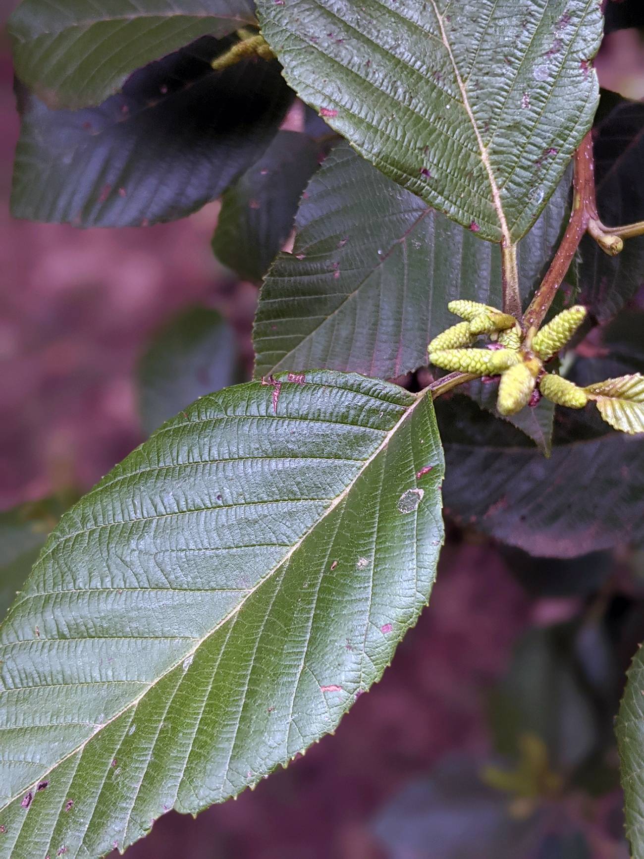 Betulaceae image