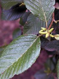 Image of Alnus acuminata