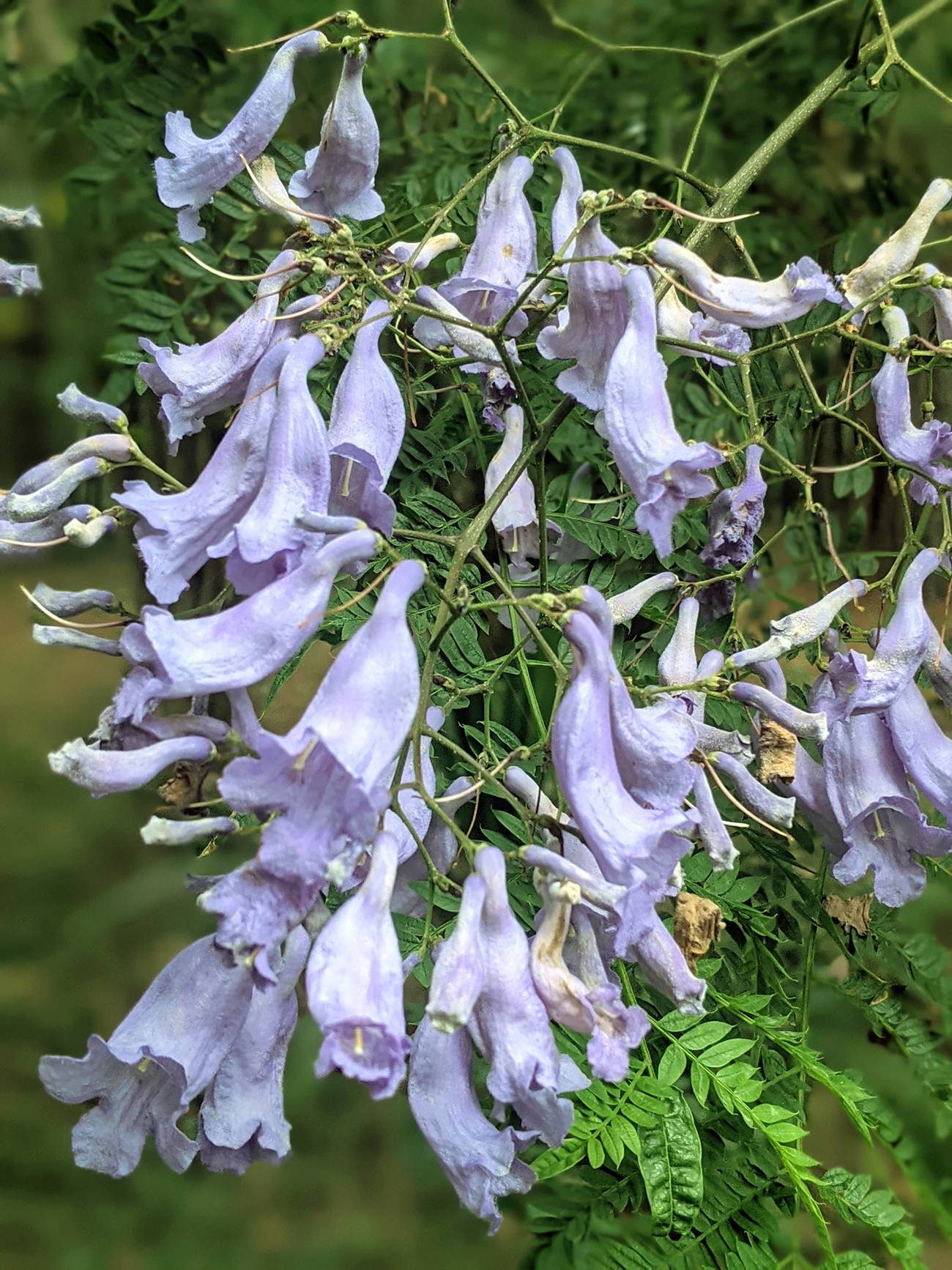 Bignoniaceae image