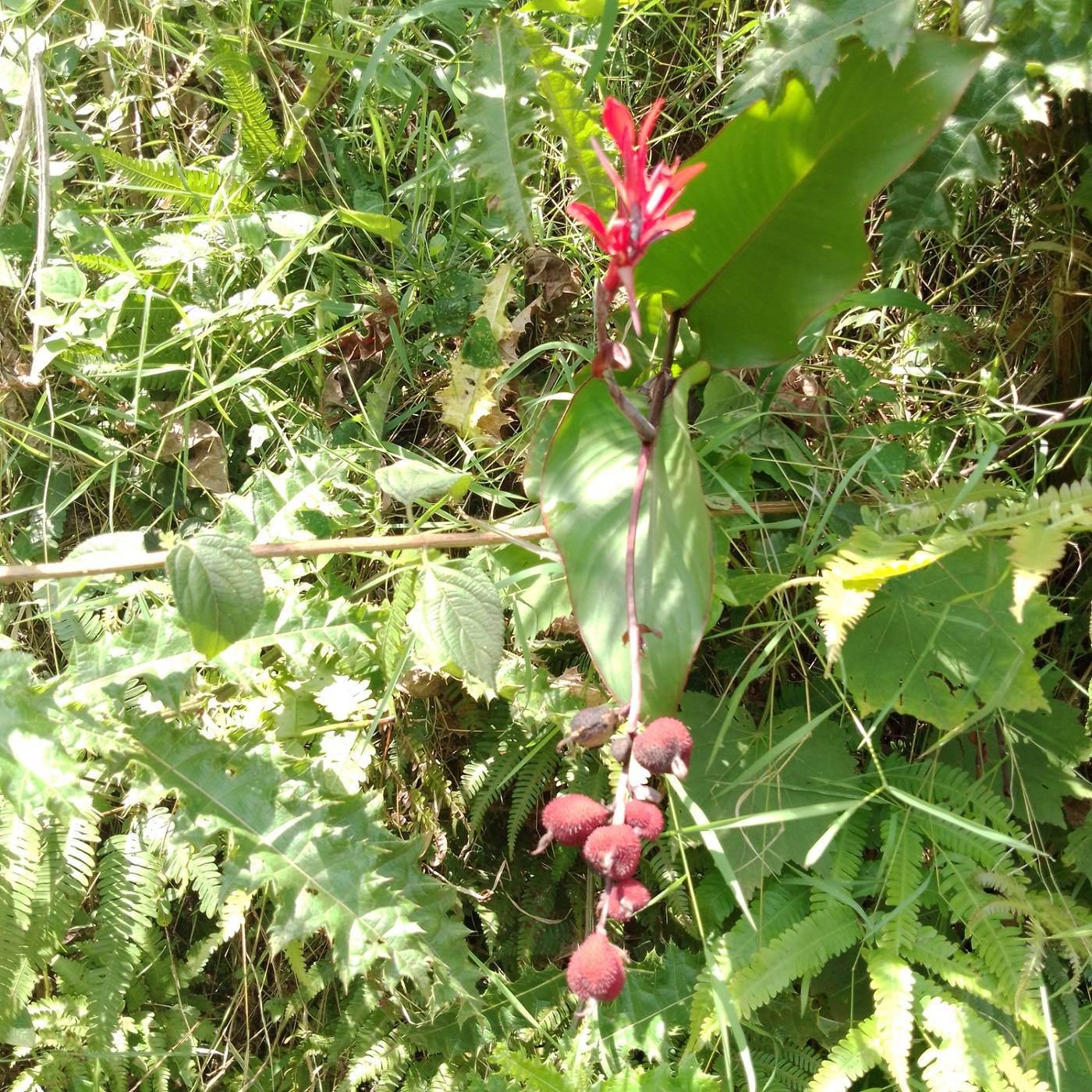 Canna indica image