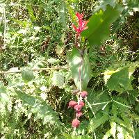 Image of Canna indica