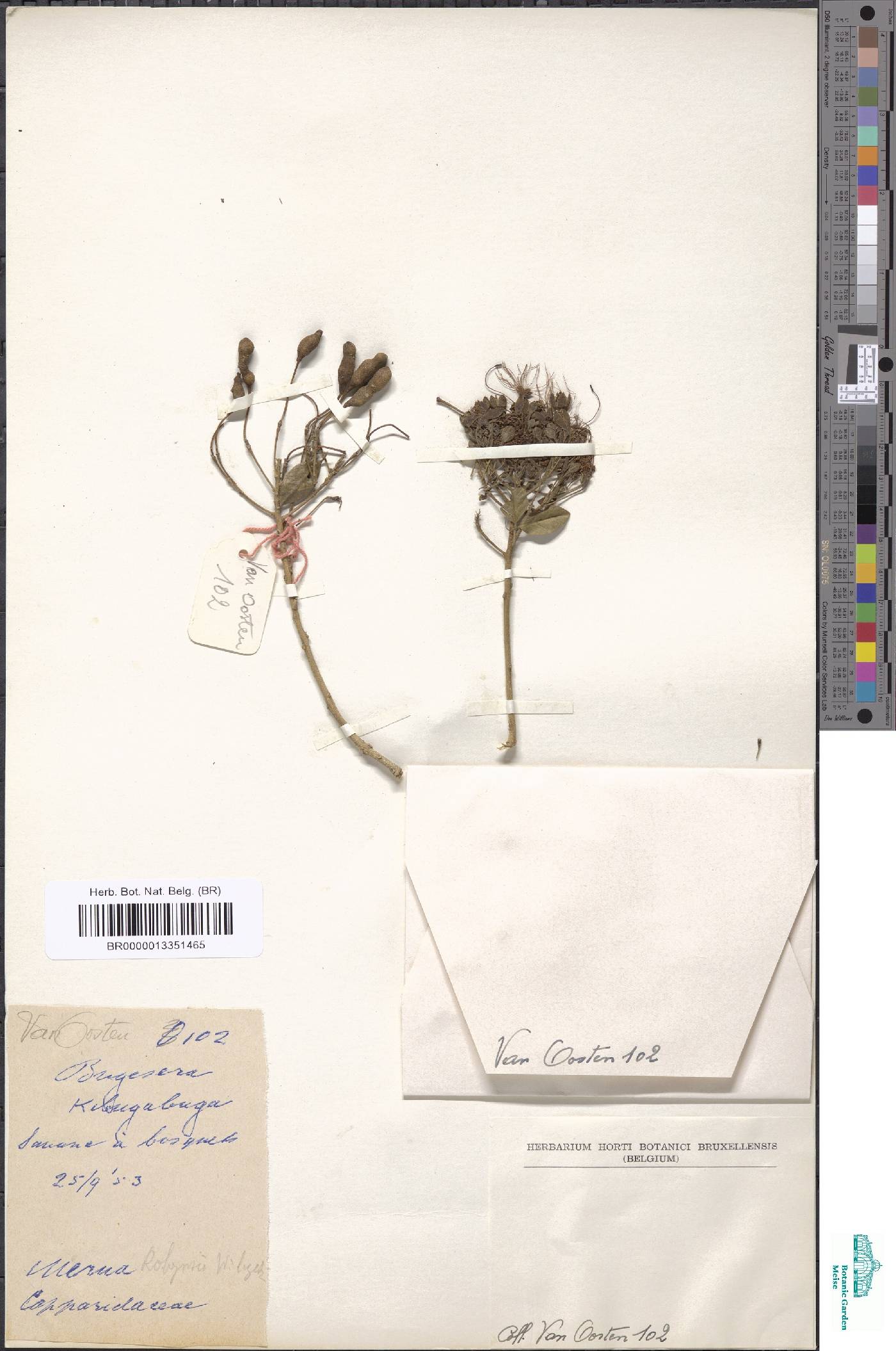 Capparaceae image