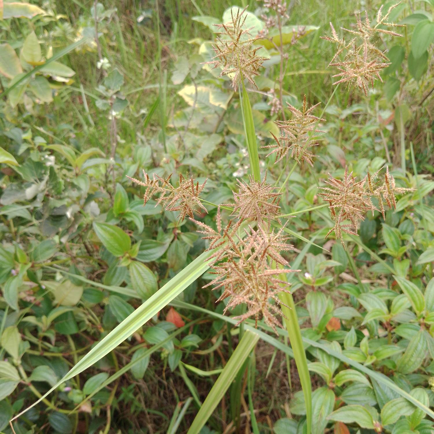 Cyperaceae image