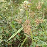 Image of Cyperus esculentus