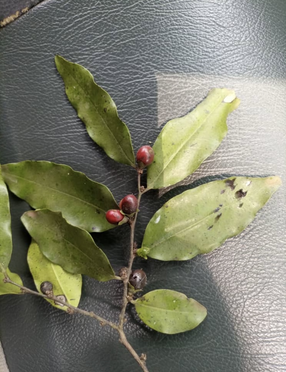 Ebenaceae image