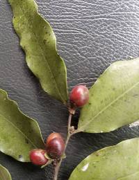 Diospyros abyssinica image