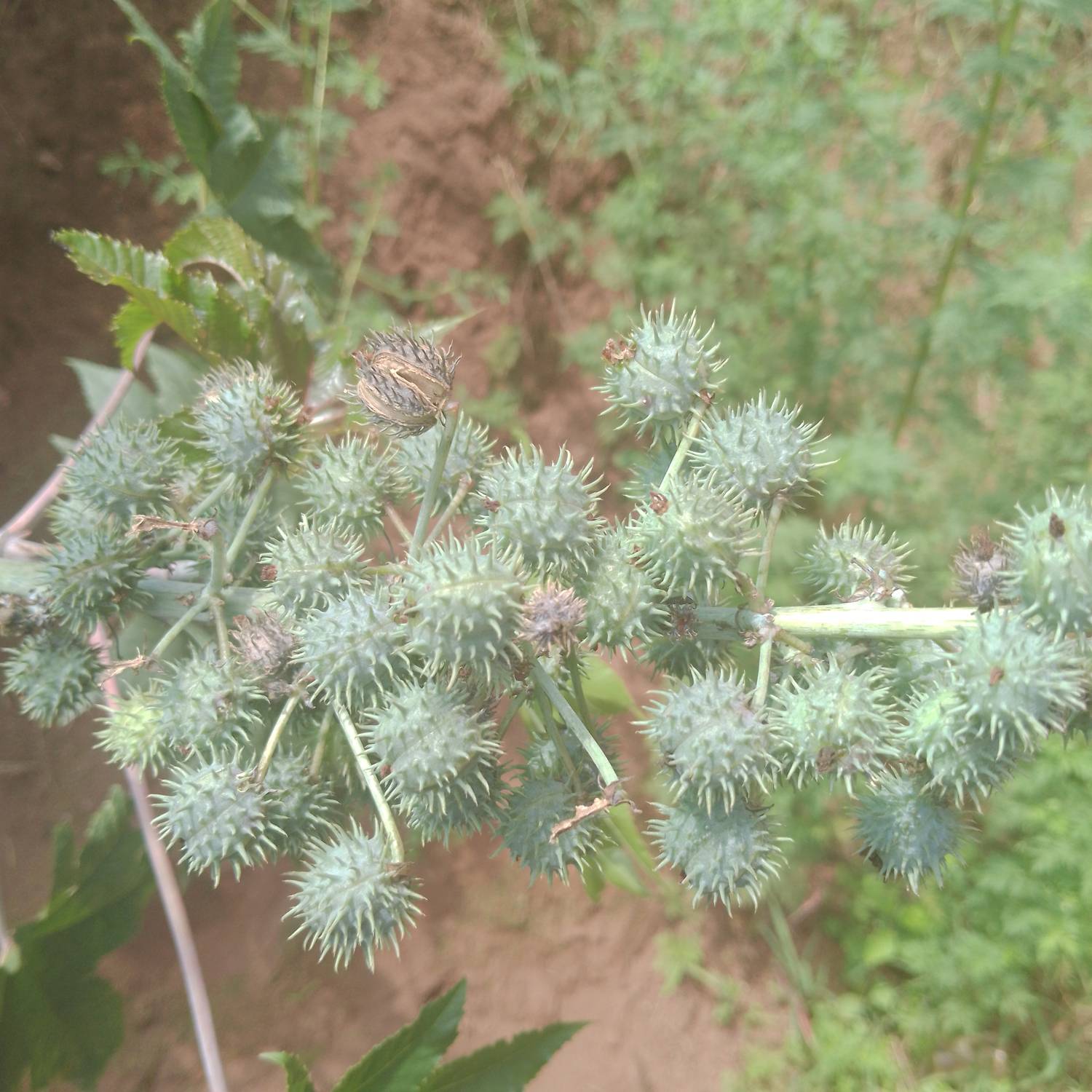 Ricinus communis image