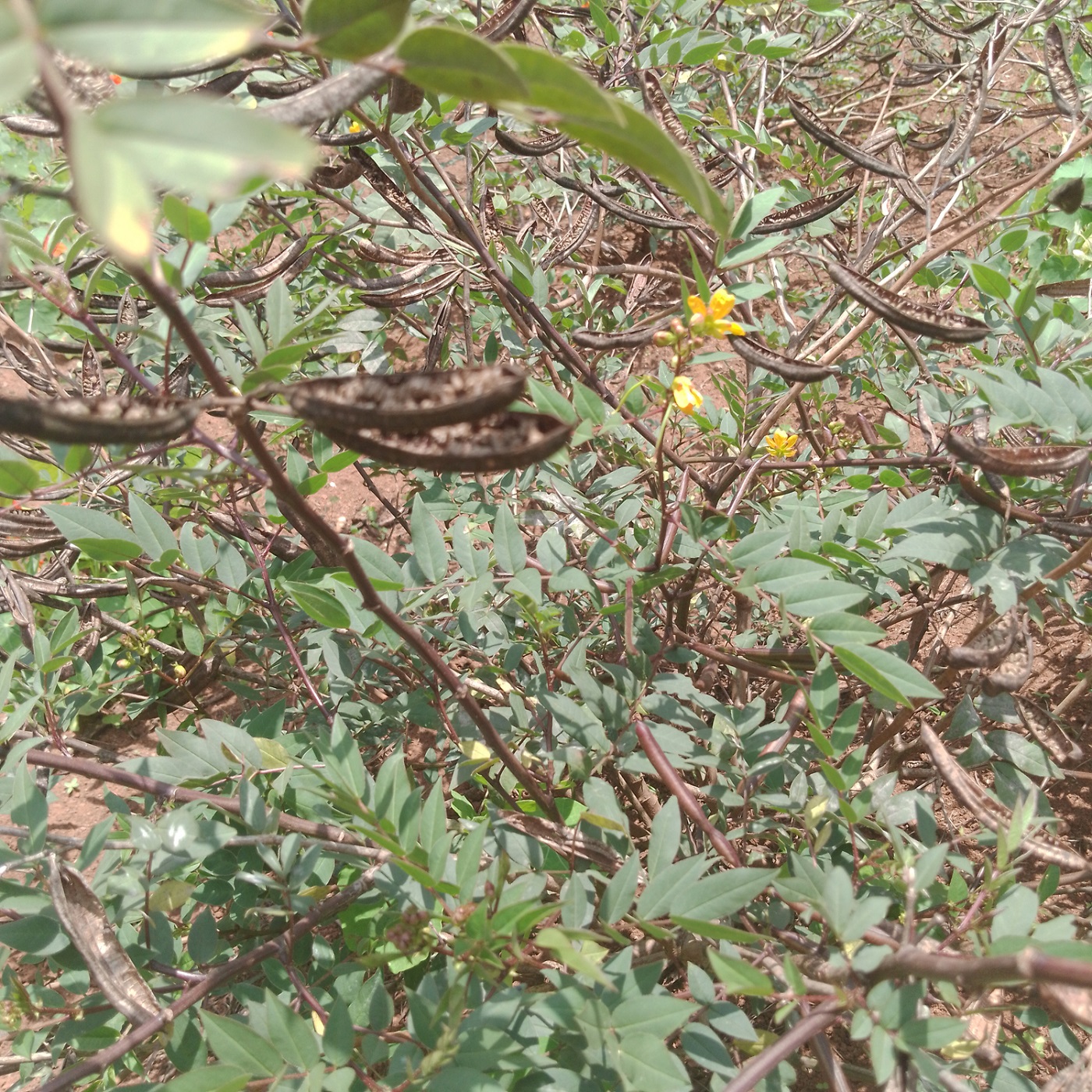Senna image