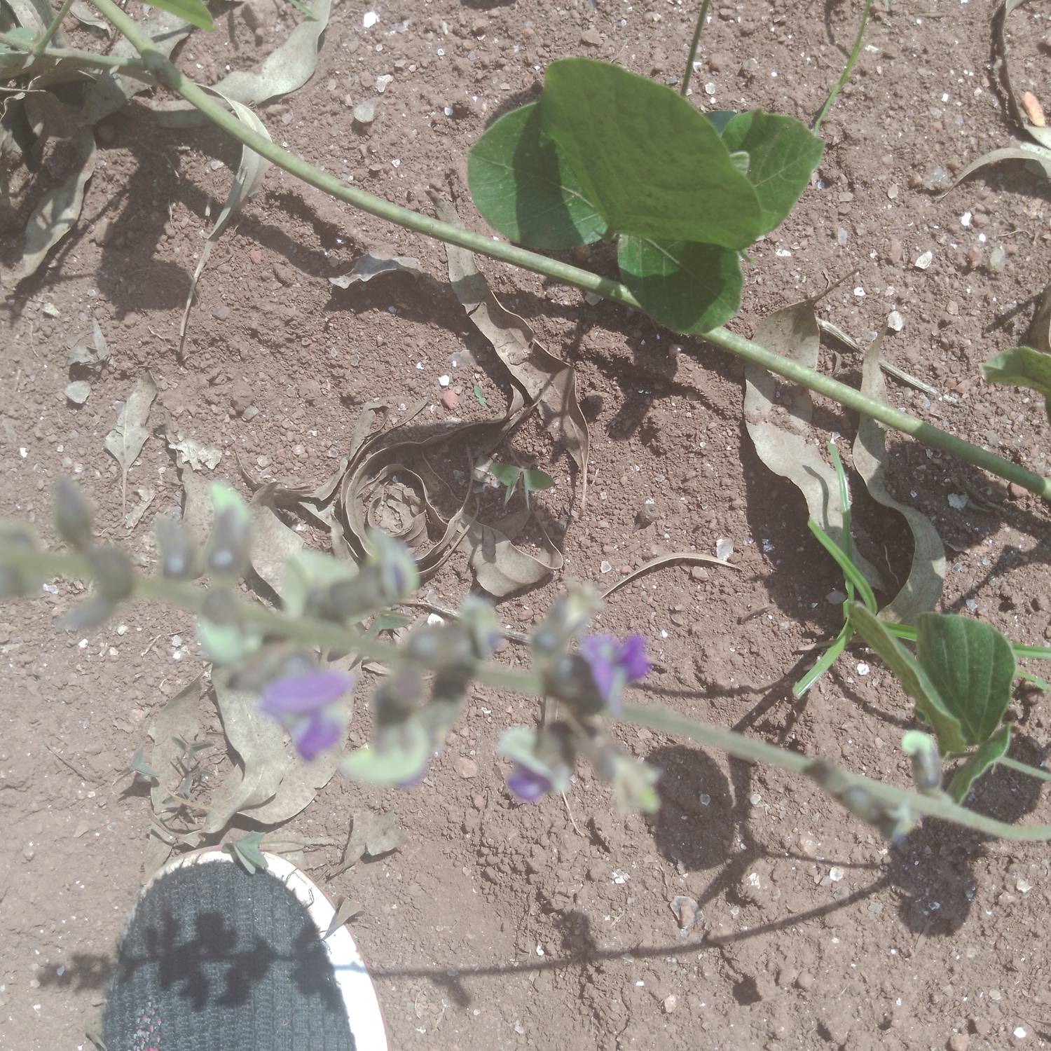 Desmodium image