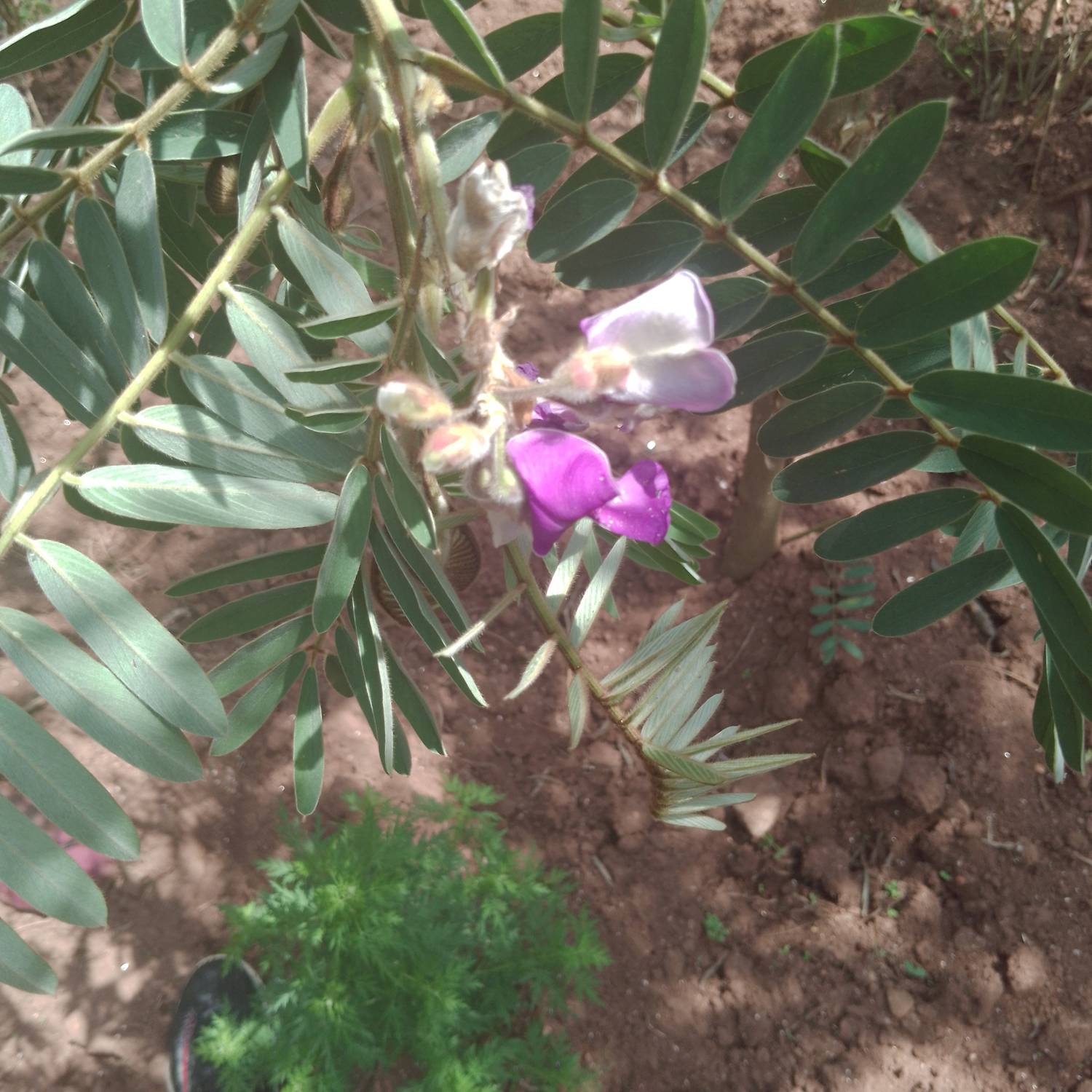 Mundulea sericea image